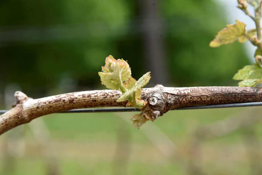 Bourgeon sortant de la vigne, armagnac de Lacquy