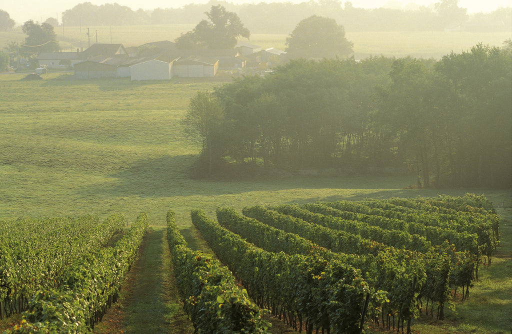 Photo aérienne de la vigne 