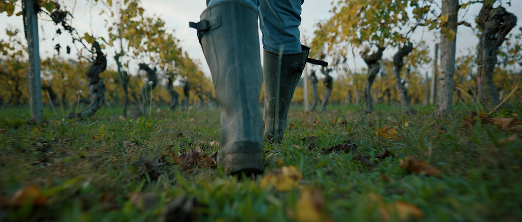 Photo des vignes du Château de Lacquy