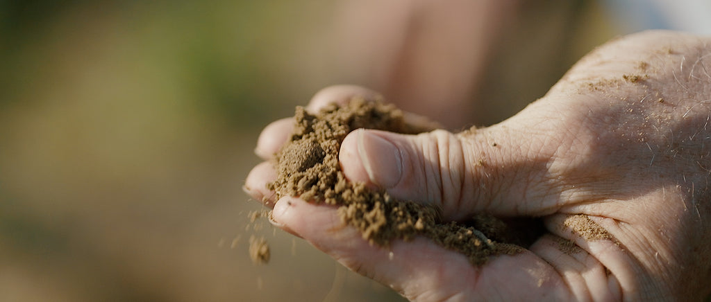 Le sable fauve si particulier au terroir du du Château de Lacquy