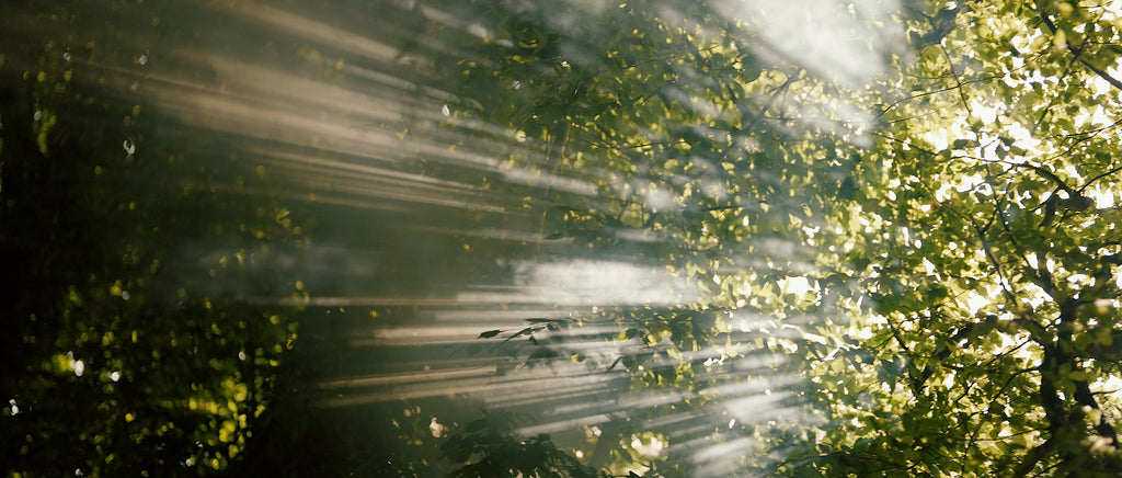 La lumière transperce les feuilles des arbres