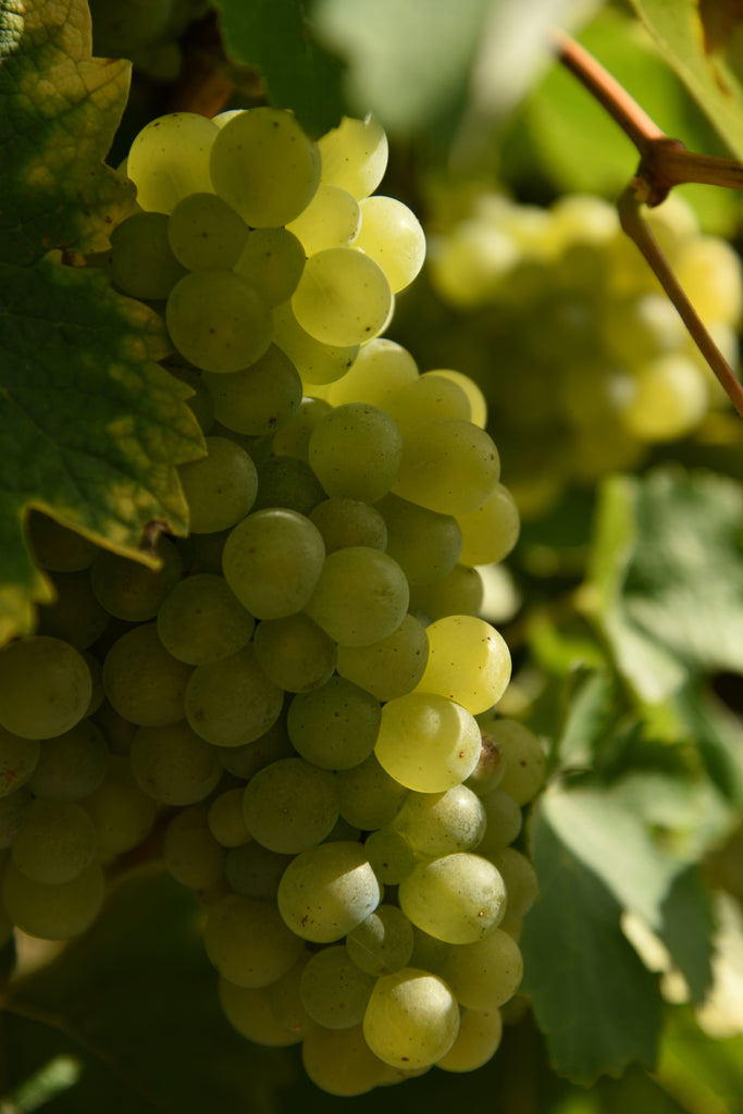 Photo d'une grappe de vigne du Château de Lacquy